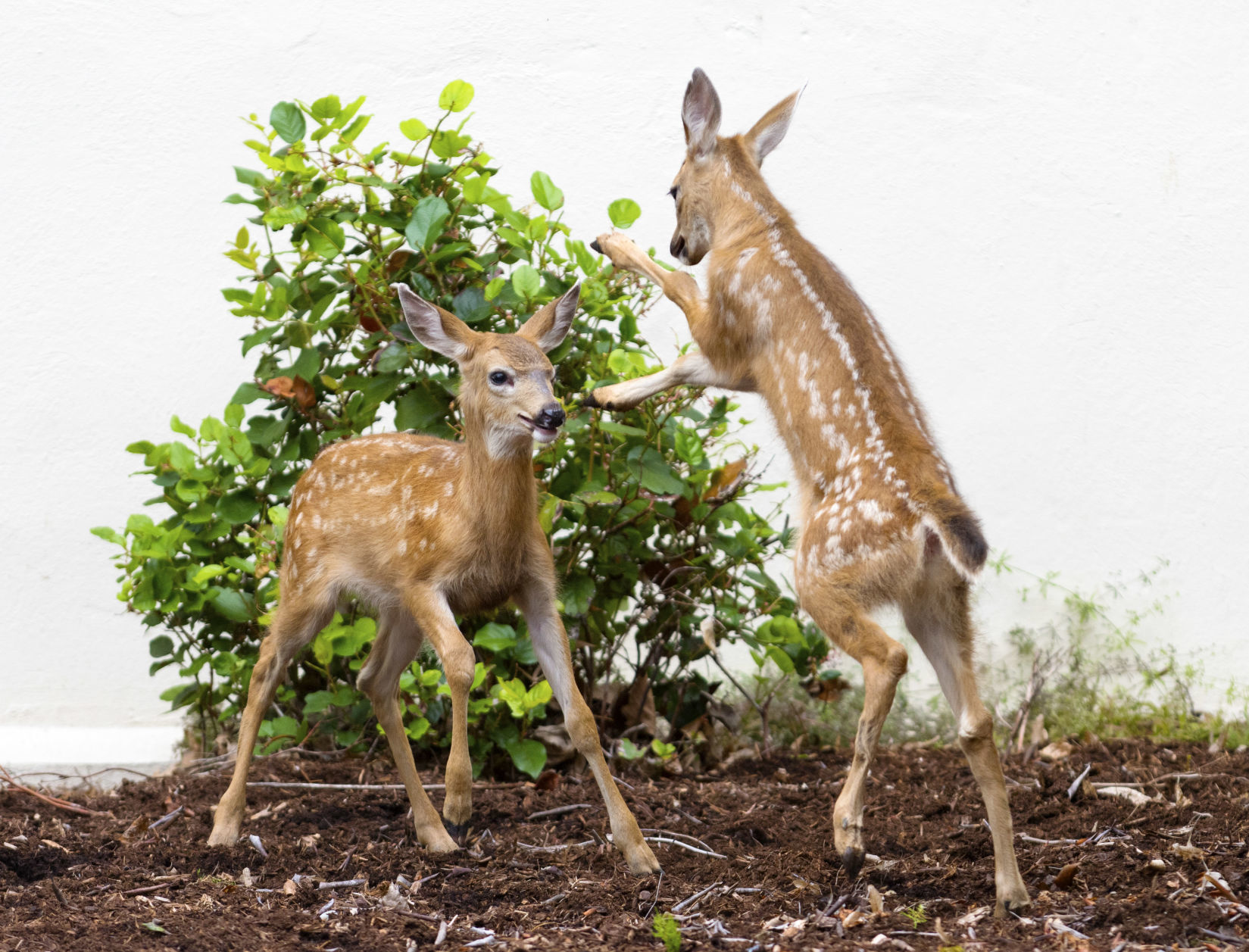 Sibling rivalry